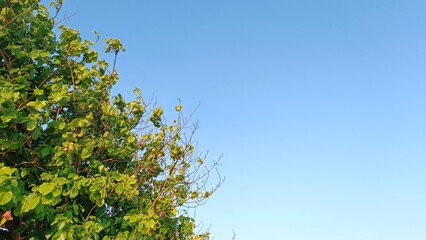 A tree with green leaves and a blue sky in the background