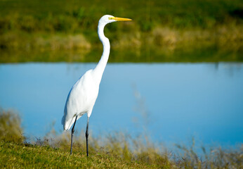 Great Egret