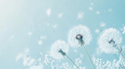 Obraz premium Dandelion fluff background for aesthetic minimalism style background. light blue , pastel color wallpaper with elegant and light flying fluffs. Fragile and lightweight