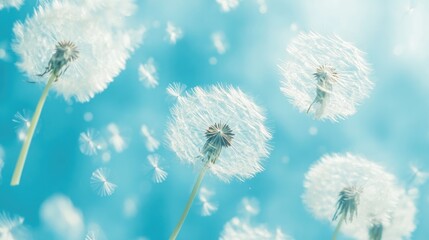 Obraz premium Dandelion fluff background for aesthetic minimalism style background. light blue , pastel color wallpaper with elegant and light flying fluffs. Fragile and lightweight