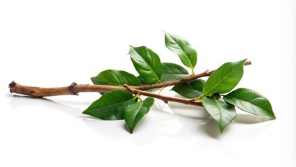 A Twig with Vibrant Green Leaves on a White Background