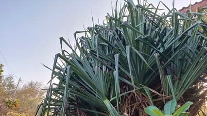 A bunch of green leaves are growing on a tree
