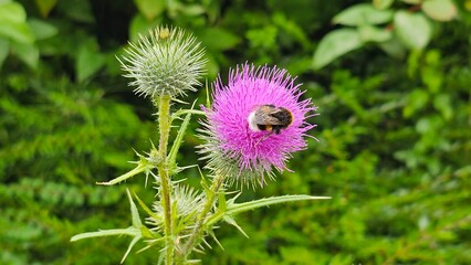 Bumblebee on a purple thistle flower in the garden