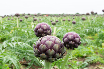 Fototapeta premium Champ d'artichauts en Bretagne - France