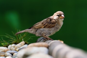 House sparrow, female on a stick near stones. Czechia. 