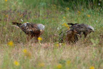 Milan royal,.Milvus milvus , Red Kite
