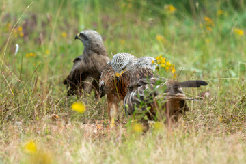 Milan royal,.Milvus milvus , Red Kite