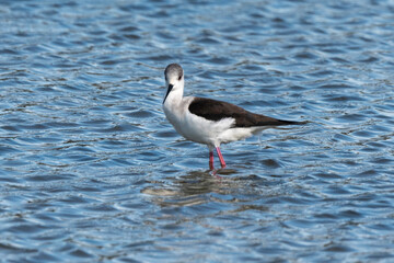 Echasse blanche,  Himantopus himantopus, Black winged Stilt