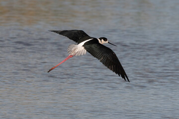 Echasse blanche,  Himantopus himantopus, Black winged Stilt