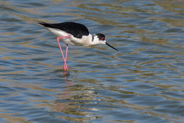 Fototapeta premium Echasse blanche, Himantopus himantopus, Black winged Stilt