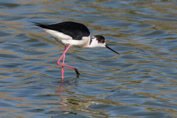 Echasse blanche,  Himantopus himantopus, Black winged Stilt