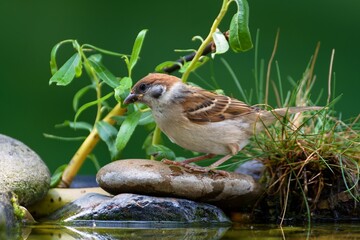  Tree sparrow (Passer montanus) stands on a stone by the water. Czechia.