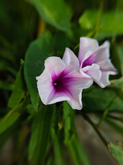 wild kale plant flowers (Ipomoea aquatica) outdoor