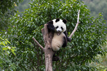 Close up Happy Little Panda on the high Tree Wolong Panda Base, china