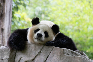 Cute Fluffy Sleeping Panda