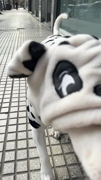 VIDA FAMILIAR, perro paseando con buzo abrigo