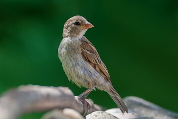 Young sparrow stands on a stick by the stones. Czechia. 