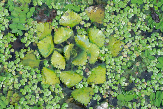 Floating green leaves of water nut on water surface. Green aquatic plant trapa natans on overgrown river. Chilim or devil's nut grows on water. Continuous thickets on slowly flowing lake. Green color.