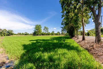 Nature Wallpaper (Mountains, Green Fields, Roadside Accommodation, Twilight Sky) The beauty of nature while traveling, with the wind blowing through the blurred leaves.