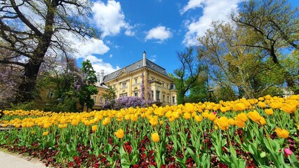 Spring Tulips in Sofia Garden, Bulgaria