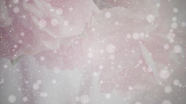 薔薇の花 美しい パーティクルBG182_ 01