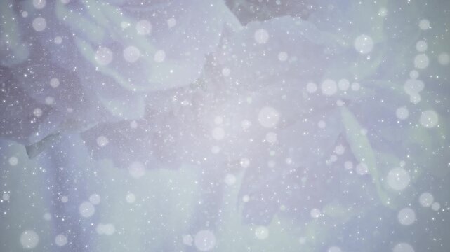 薔薇の花 美しい パーティクルBG182_ 02