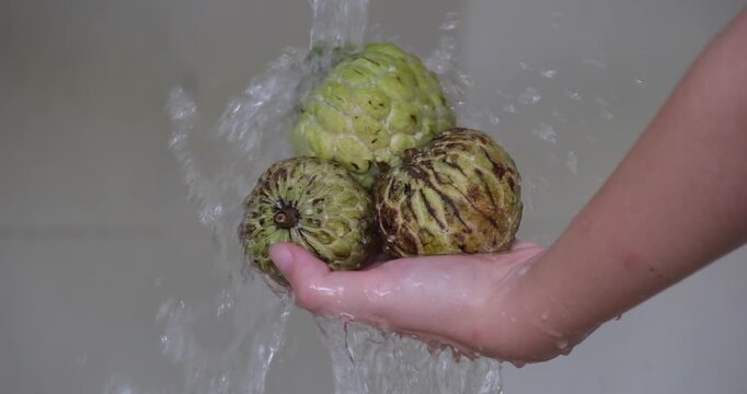 Wash fruits under running water cherimoya. Apple custard fruit On White Background Rotating.
