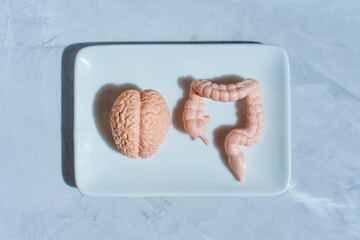 Detailed brain and Intestine Models on White Plate Against Gray Background