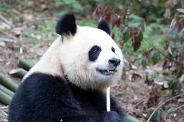 Close up Female Panda , Yuan Run, Chengdu , China