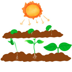 Plants synthesize with light, plant growth