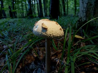A large umbrella mushroom in the forest tall grass among green trees in the thick of the forest. Edible forest mushrooms and their collection in autumn in a mixed forest.