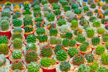 Small colorful green many cactus growing pots for sale in outdoor plant market