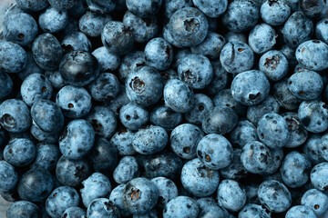 Blueberry photography texture background