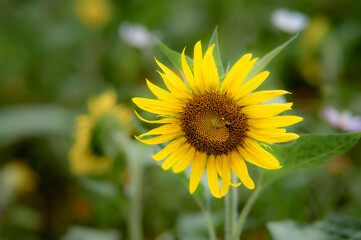 Fototapeta premium sunflower in the field