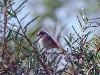 Young female of brown shrike perching on a branch of prickly sea buckthorn
