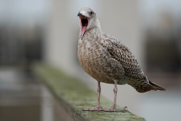 A juvenile European herring gull (Larus argentatus) with its beak wide open