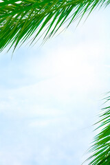 Fototapeta premium Summer background with large green leaves of palm tree against the blue sky Copy space