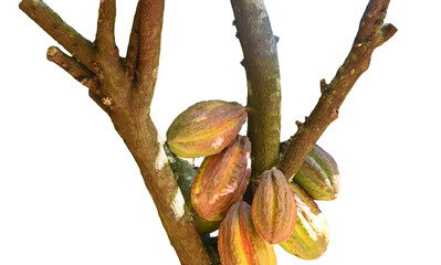 cocoa  fruit on the tree, on transparent.