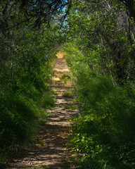 A sunny trail