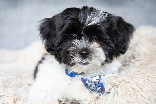 Shichon black and white store