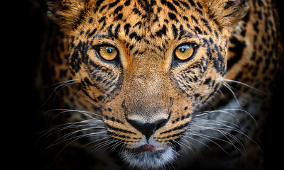 Obraz premium Close-up of a leopard's bared face, aggressive eyes, dark background