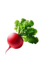 Radishes isolated on transparent background