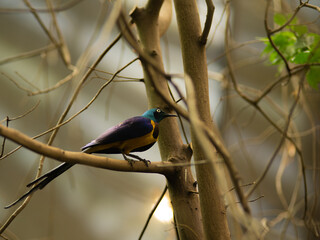 Naklejka premium A bird is perched on a tree branch