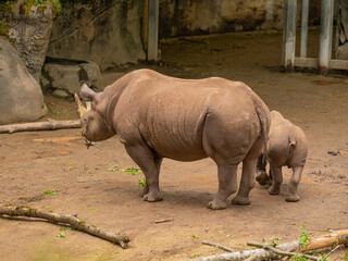 Obraz premium A rhino and its baby are standing in a dirt enclosure