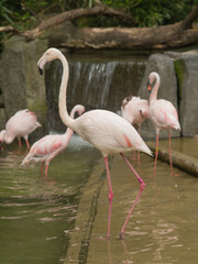 A group of flamingos are standing in a pond