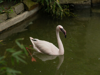 A white flamingo is swimming in a pond