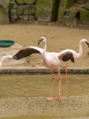 Three flamingos standing in a pond
