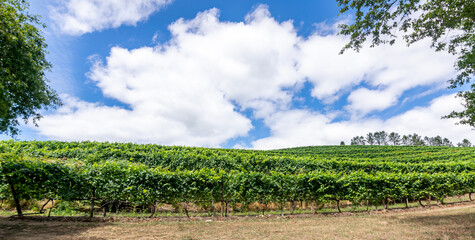 Landscape with vineyards on a summer morning with blue sky and white clouds