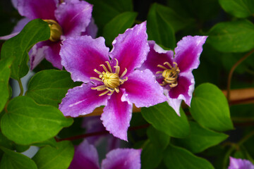 Clematis Floida