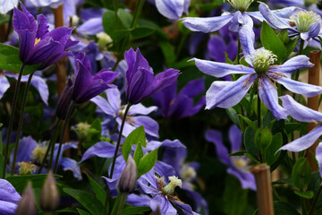 Clematis